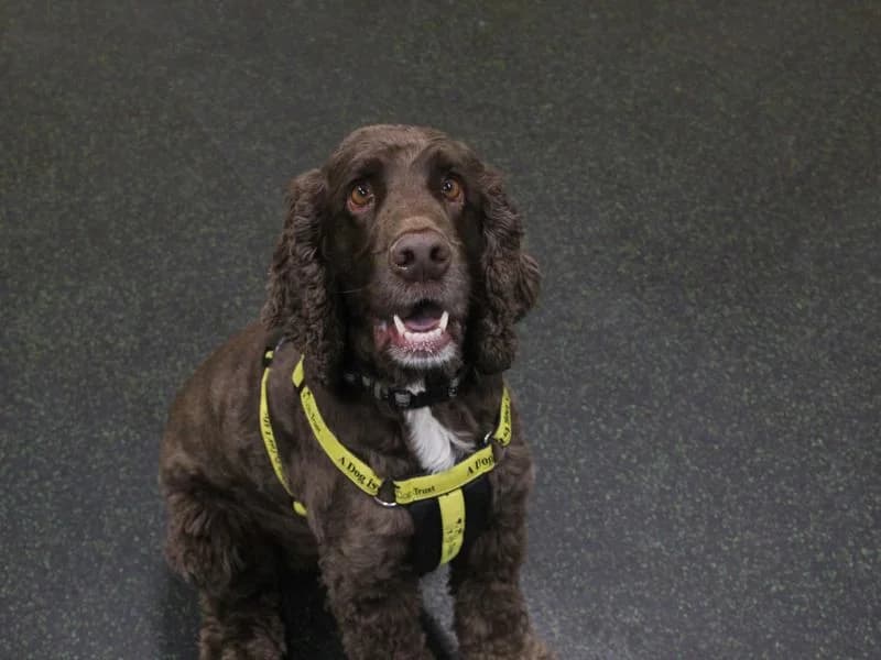 Riley, male 4yo Cocker Spaniel for adoption at Dogs Trust Shoreham, Shoreham by Sea