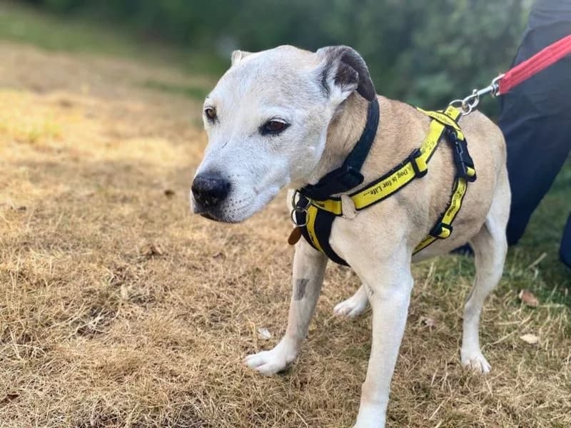 Dennis, male senior Staffordshire Bull Terrier for adoption at Dogs Trust Shoreham, Shoreham by Sea