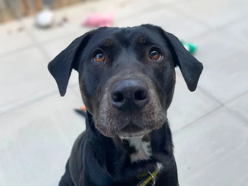 Asia, female 6yo Labrador Retriever for adoption at Dogs Trust Shoreham, Shoreham by Sea