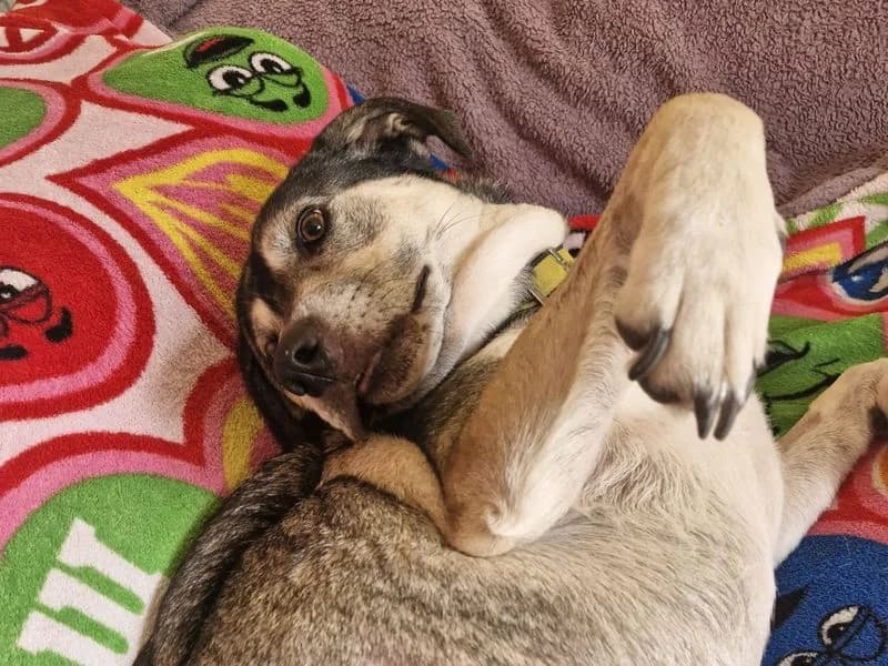 Fern, female 6yo mixed breed for adoption at Dogs Trust Shoreham, Shoreham by Sea