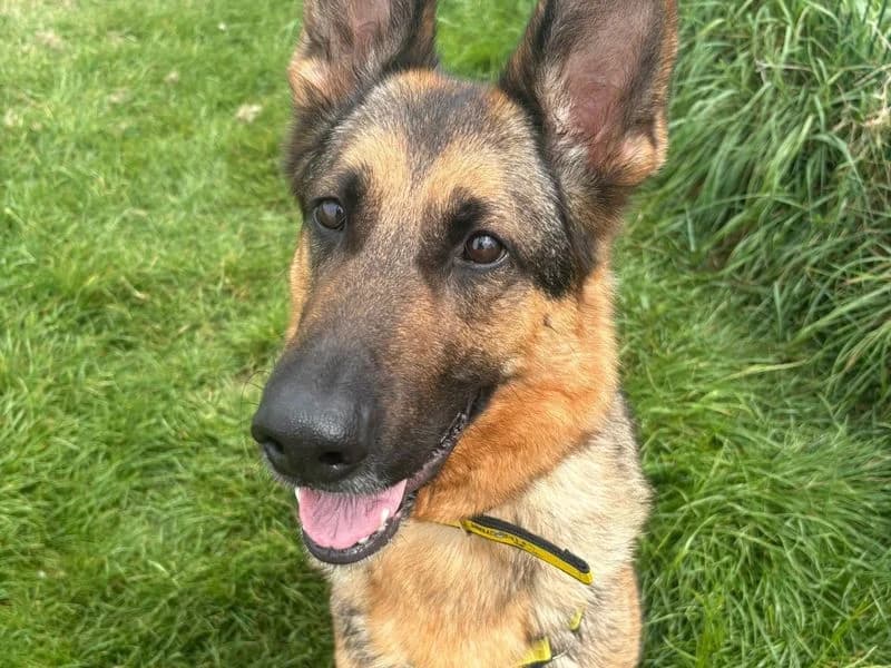 Loona, female 5yo mixed breed for adoption at Dogs Trust Shoreham, Shoreham by Sea