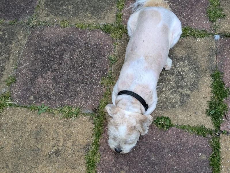 Daisy, female 7yo Bichon Frisé for adoption at Dogs Trust Shoreham, Shoreham by Sea