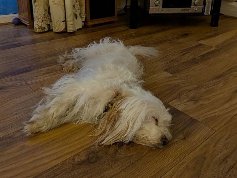 Ella, female 5yo Bichon Frisé for adoption at Dogs Trust Shoreham, Shoreham by Sea