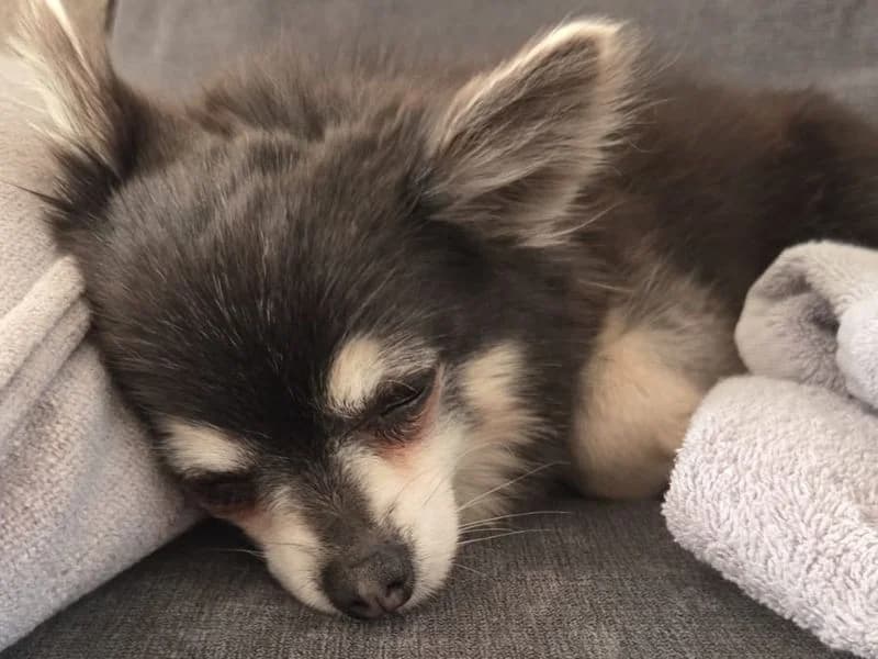Blue, female senior Chihuahua for adoption at Dogs Trust Shoreham, Shoreham by Sea