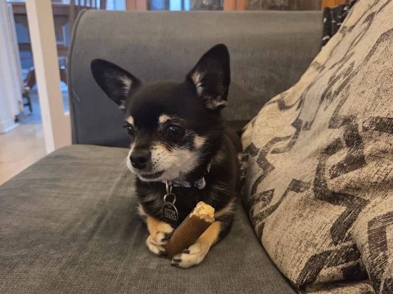 Leo, male 6yo Chihuahua for adoption at Dogs Trust Shoreham, Shoreham by Sea