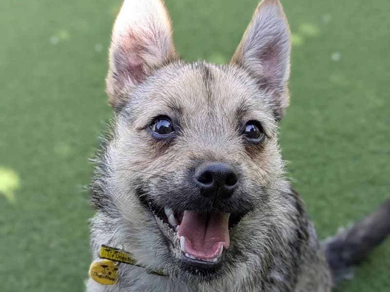 Sassy, female puppy Border Collie for adoption at Dogs Trust Shoreham, Shoreham by Sea
