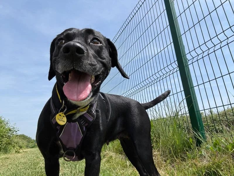 Boo, female 5yo Labrador Retriever for adoption at Dogs Trust Shoreham, Shoreham by Sea