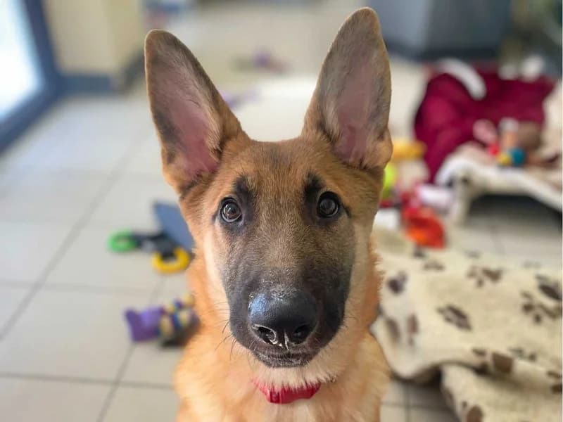 Cove, male puppy Belgian Malinois for adoption at Dogs Trust Shoreham, Shoreham by Sea