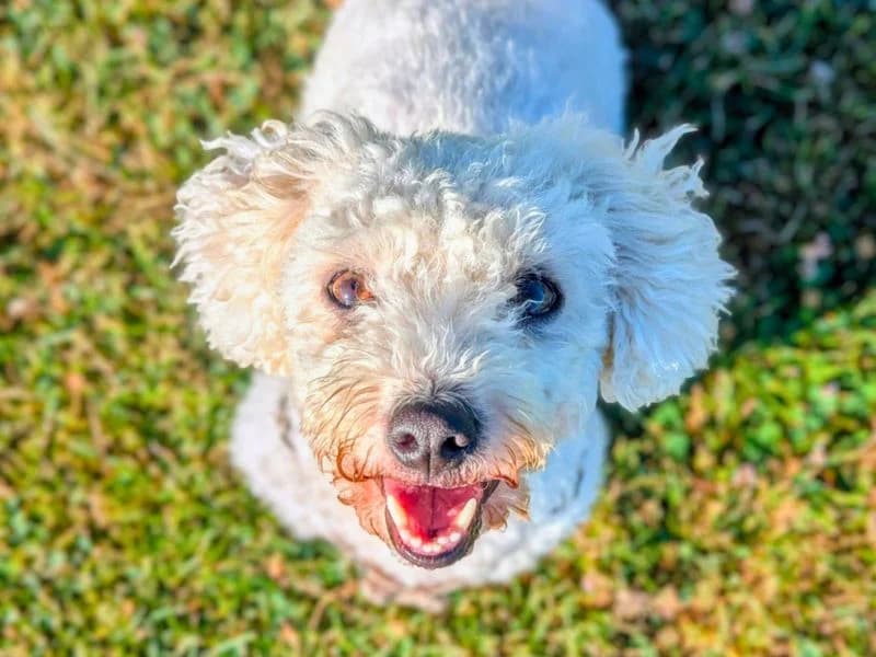 Poppy, female 5yo Bichon Frisé for adoption at Dogs Trust Shoreham, Shoreham by Sea