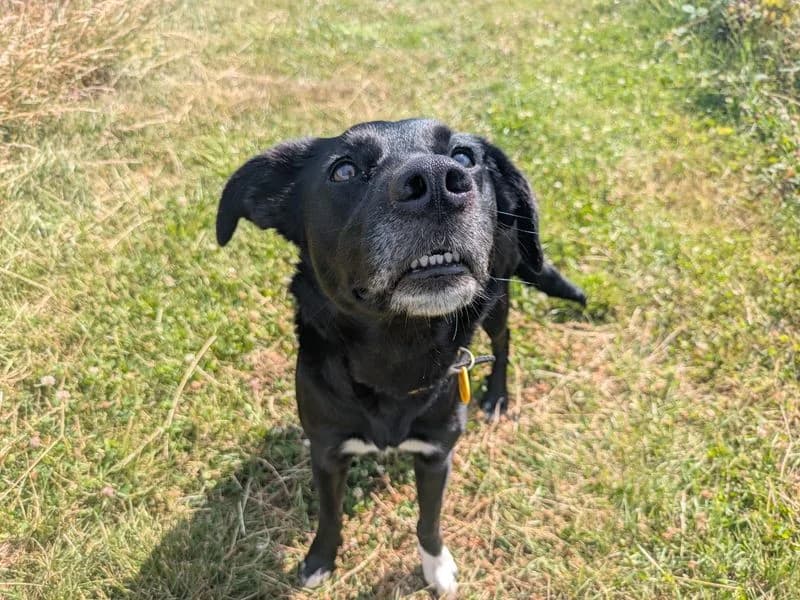 Evie, female young Labrador Retriever for adoption at Dogs Trust Shoreham, Shoreham by Sea