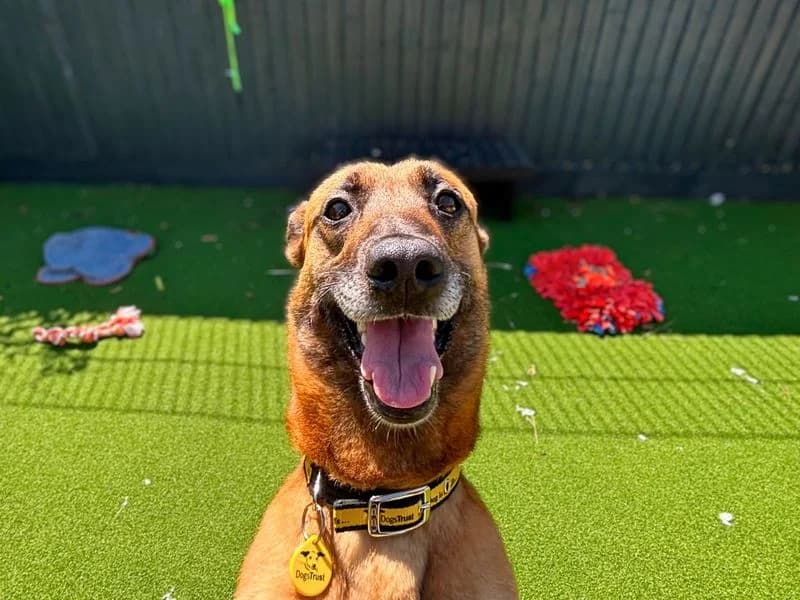 Zappy, Dutch Shepherd (Dogs Trust Shoreham)
