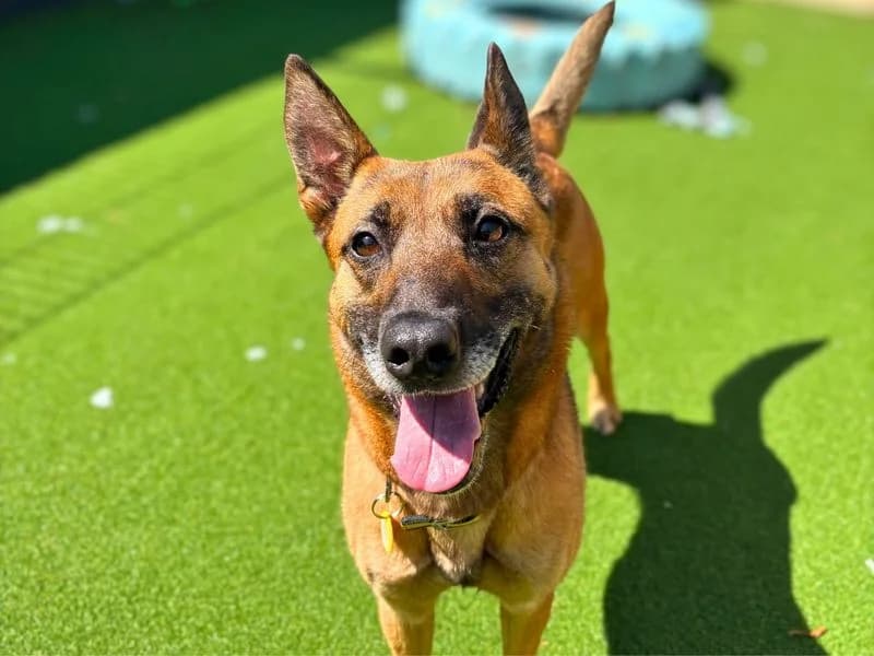 Zappy, female 4yo Dutch Shepherd for adoption at Dogs Trust Shoreham, Shoreham by Sea