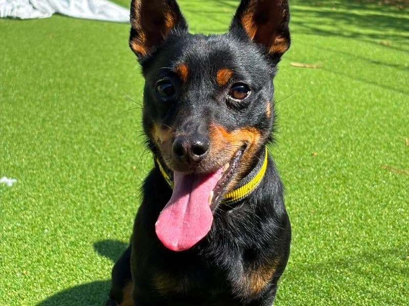 Zane, male 3yo Jack Russell Terrier for adoption at Dogs Trust Shoreham, Shoreham by Sea