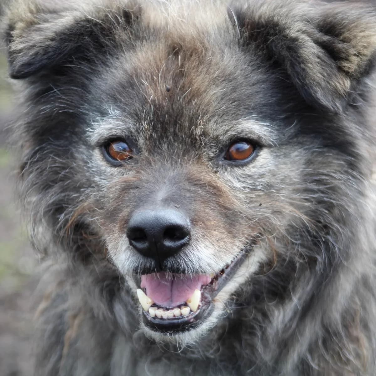 Bram, female Pointer for adoption at Dogs4Rescue, Manchester