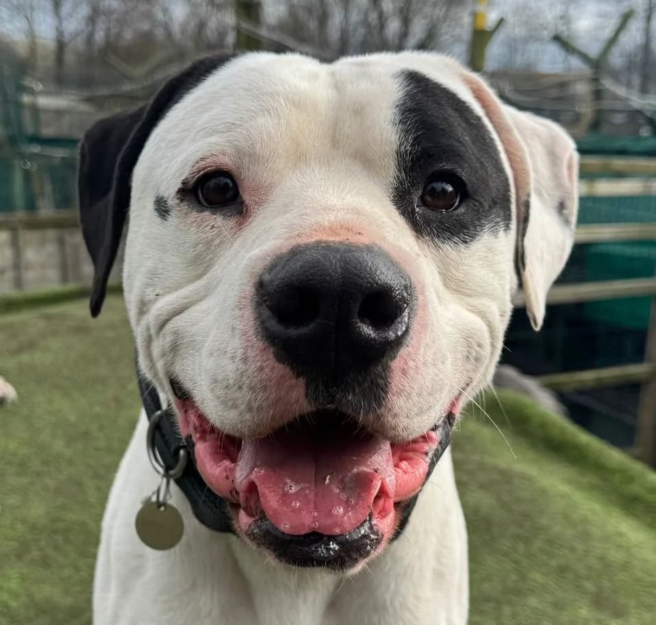 Bronson, female Pointer for adoption at Dogs4Rescue, Manchester