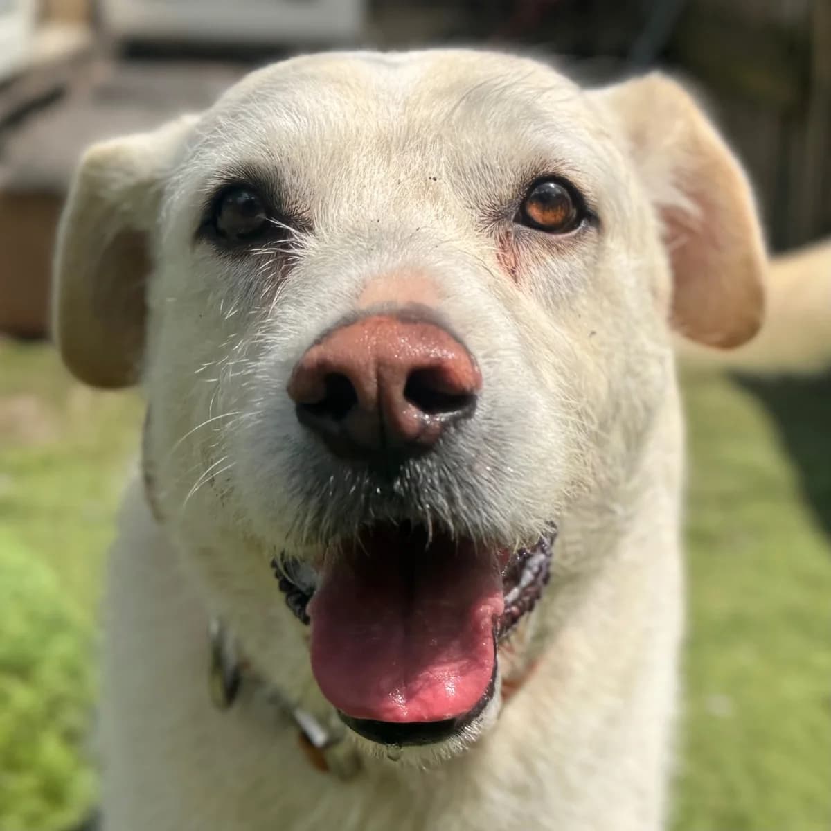 Casper, male 5yo mixed breed for adoption at Dogs4Rescue, Manchester