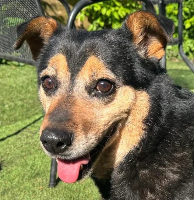 Esther, female senior Pointer for adoption at Dogs4Rescue, Manchester