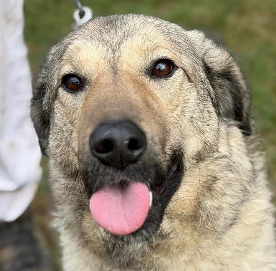 Gordana, female Pointer for adoption at Dogs4Rescue, Manchester