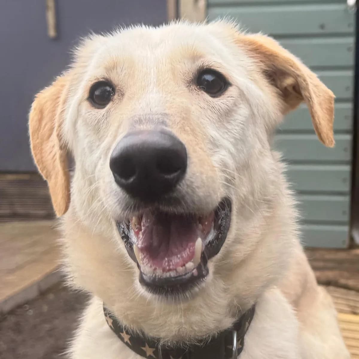 Hannah, female Pointer for adoption at Dogs4Rescue, Manchester