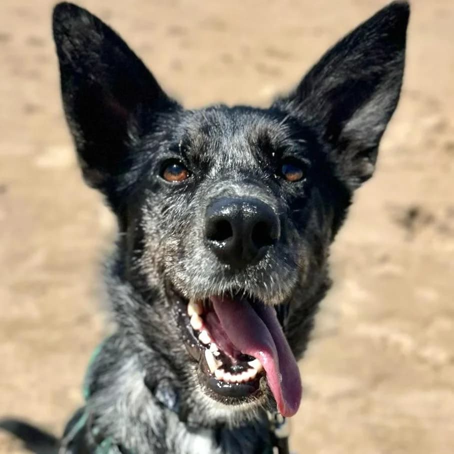 Jolene, female Border Collie for adoption at Dogs4Rescue, Manchester