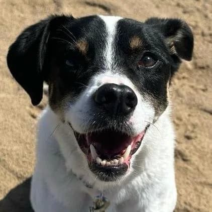 Lola, female 6yo mixed breed for adoption at Dogs4Rescue, Manchester