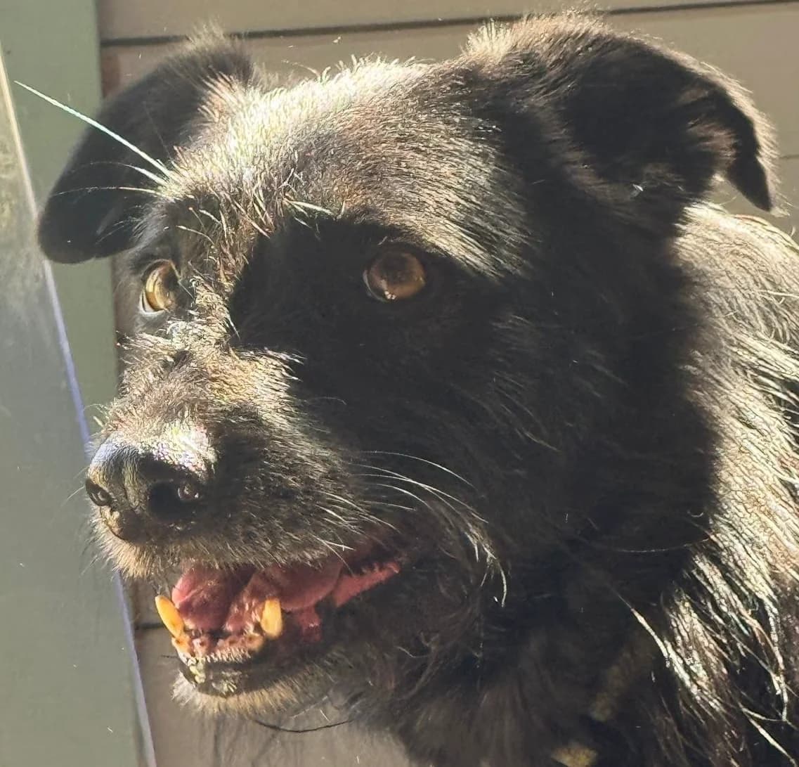 Maisie, female Border Collie for adoption at Dogs4Rescue, Manchester
