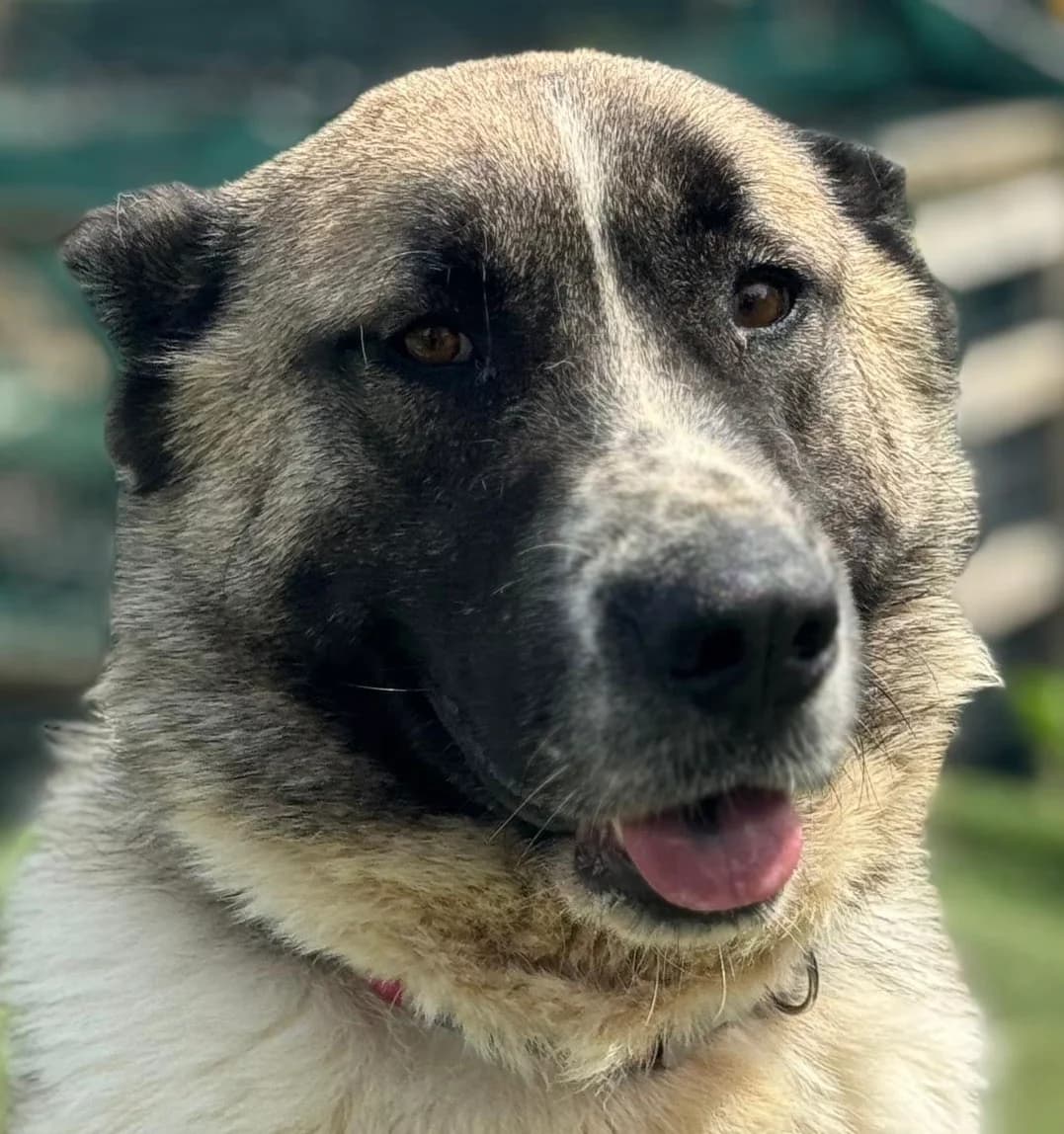 Max, Pointer (Dogs4Rescue)