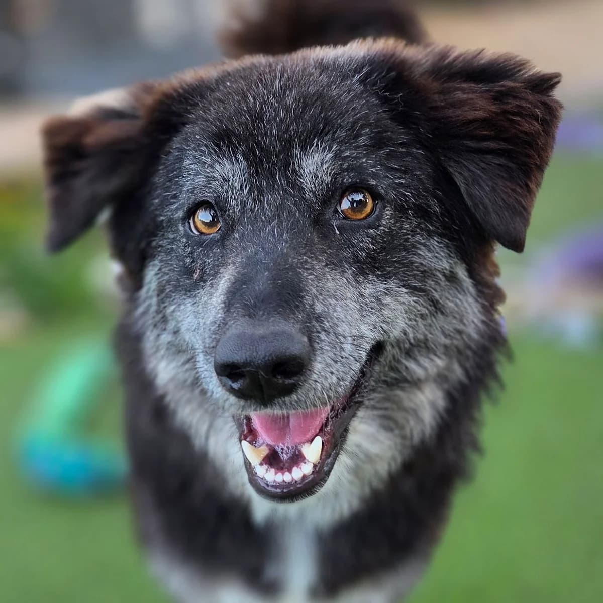 Otis,  (Dogs4Rescue)