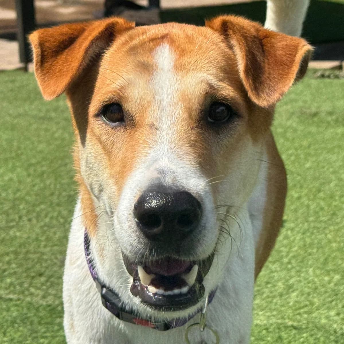 Sassadee, Pointer (Dogs4Rescue)