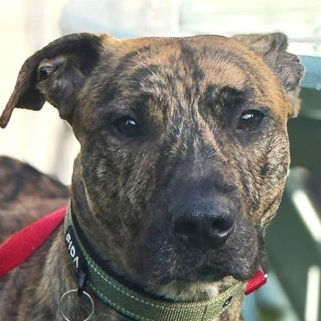 Spiro, female Pointer for adoption at Dogs4Rescue, Manchester