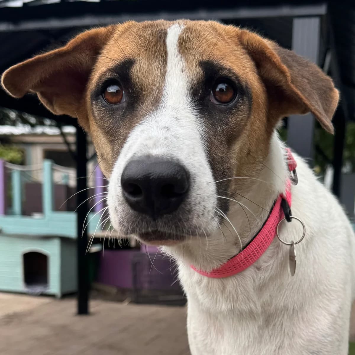 Sprint, Pointer (Dogs4Rescue)