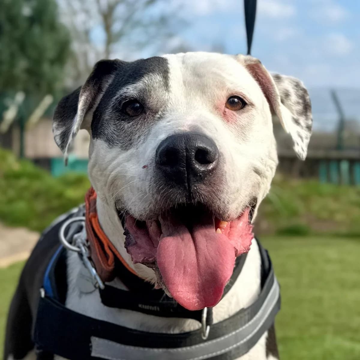 Stark, male Pointer for adoption at Dogs4Rescue, Manchester