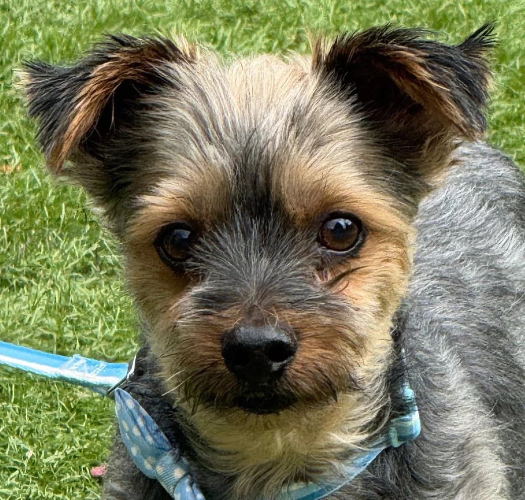 Tim, female mixed breed for adoption at Dogs4Rescue, Manchester