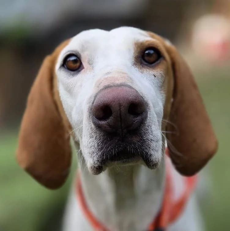 Vonnie, female Pointer for adoption at Dogs4Rescue, Manchester
