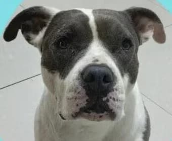 Zuzu, female Pointer for adoption at Dogs4Rescue, Manchester