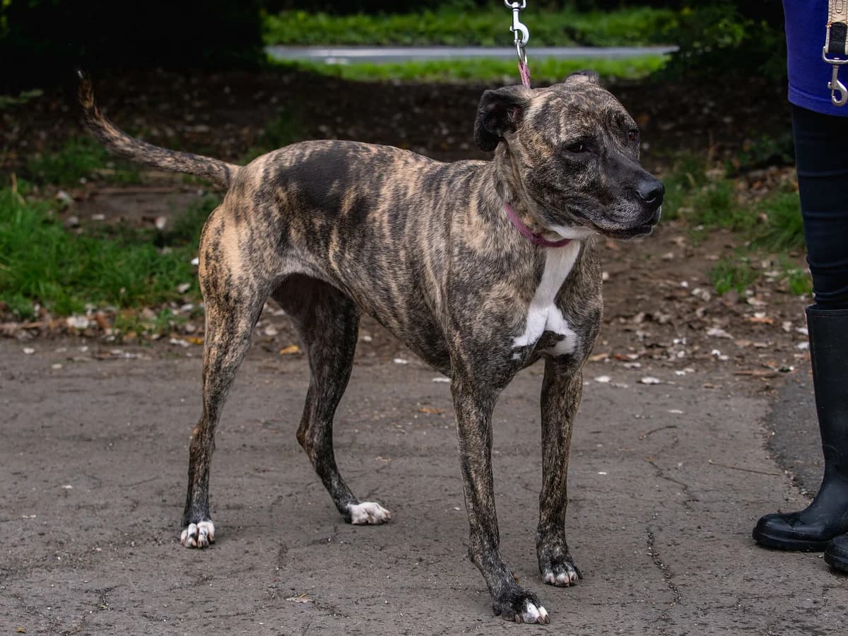 Brandy, female senior Mixed Breed for adoption at Doris Banham Dog Rescue, North Hykeham