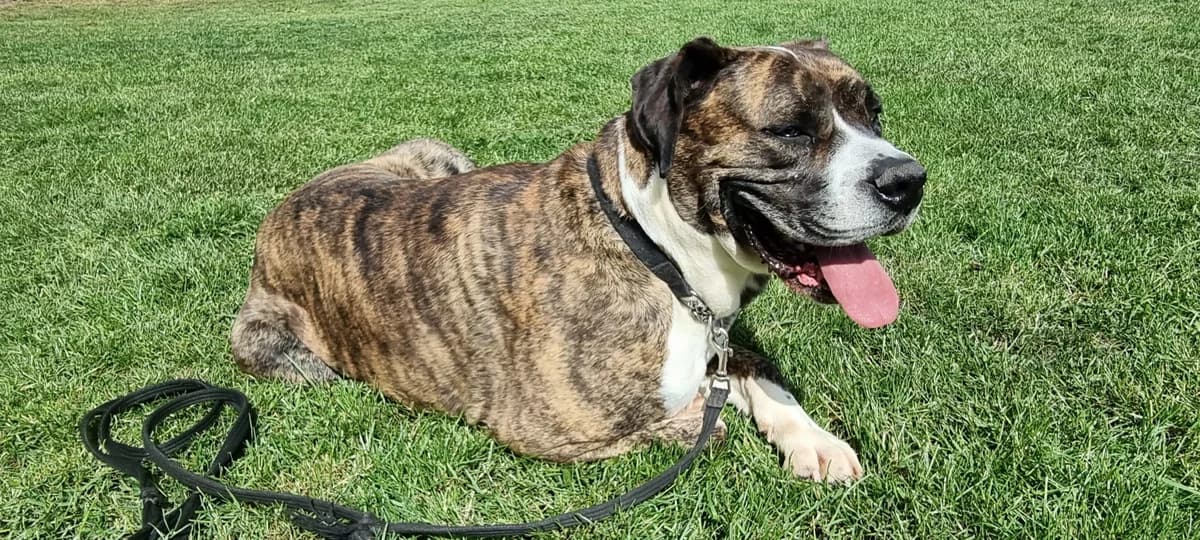 Bruce, male Mixed Breed for adoption at Doris Banham Dog Rescue, North Hykeham