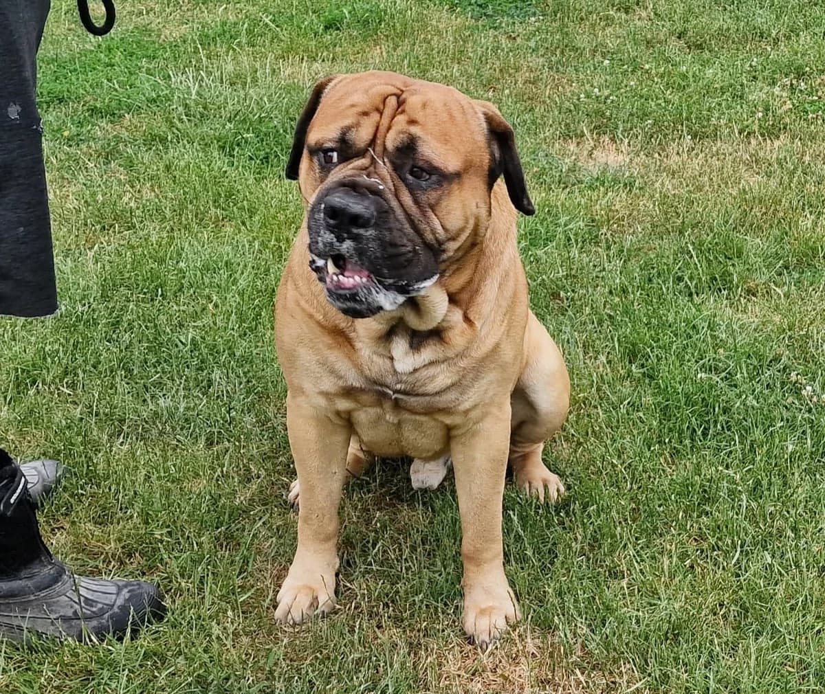 Butch, male Mixed Breed for adoption at Doris Banham Dog Rescue, North Hykeham
