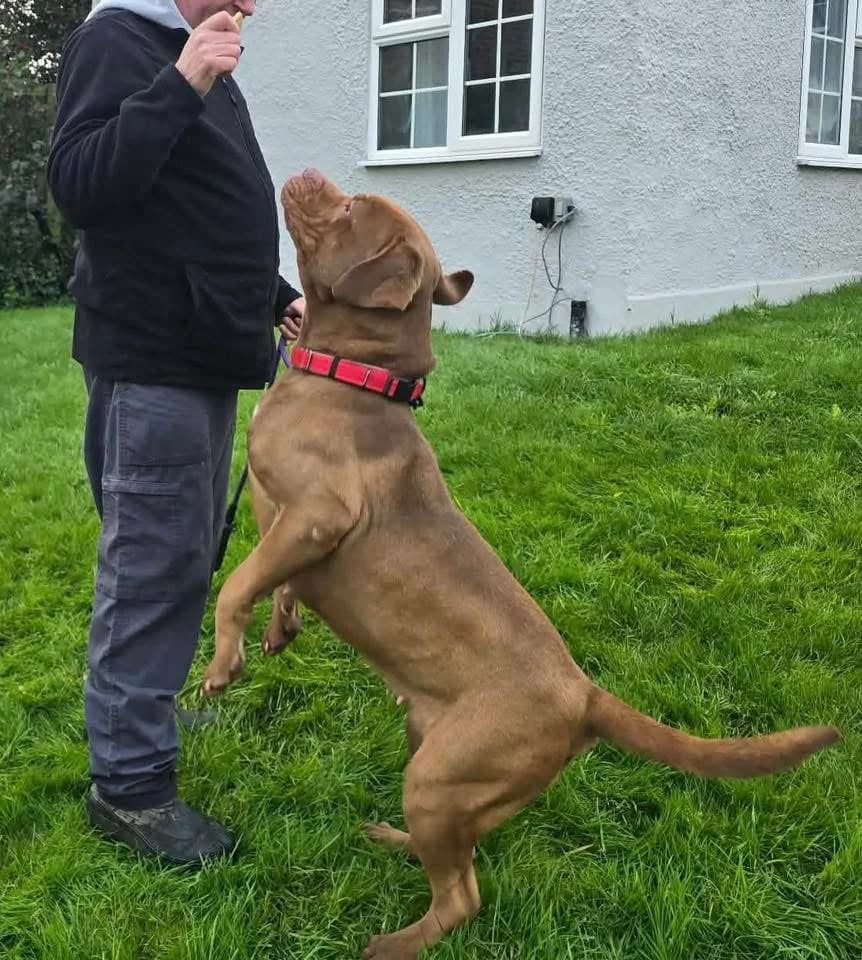 Carmen, female Mixed Breed for adoption at Doris Banham Dog Rescue, North Hykeham