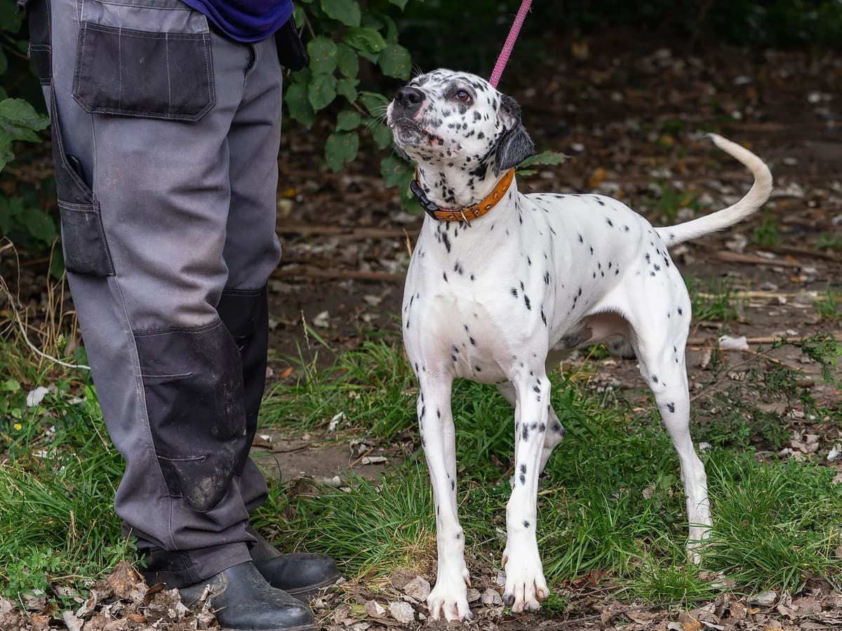 Dally, male Mixed Breed for adoption at Doris Banham Dog Rescue, North Hykeham