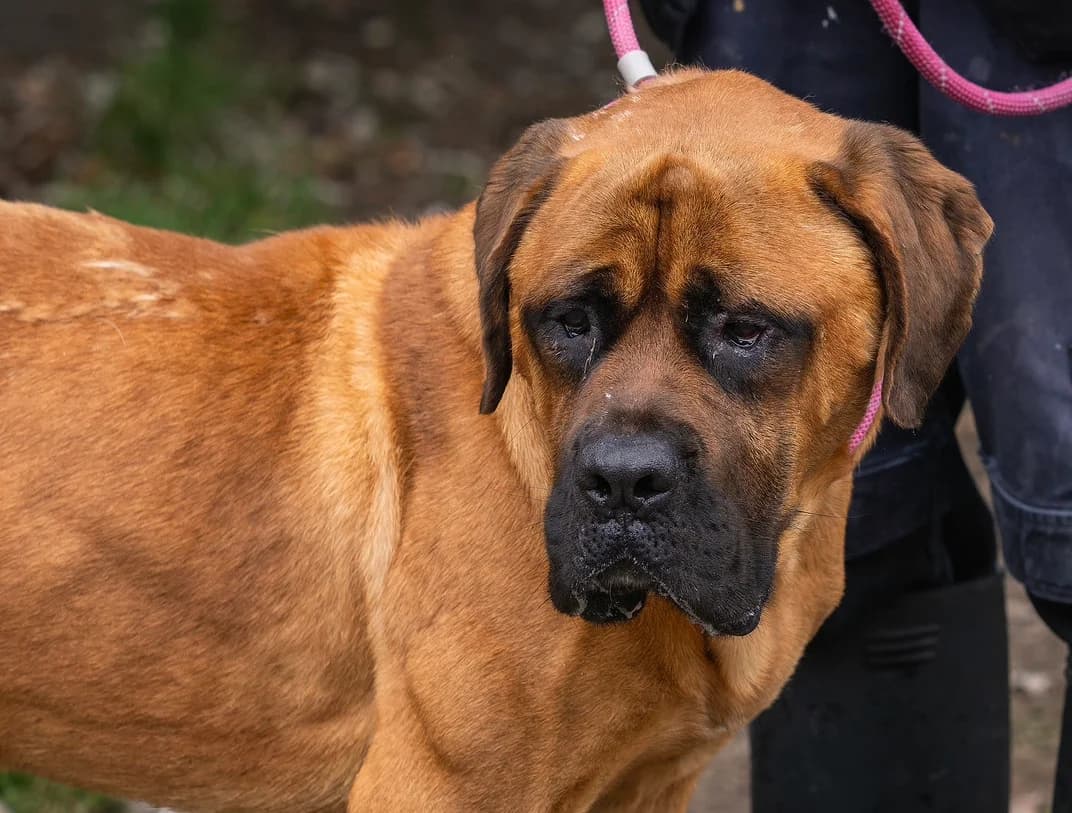 Dave, male Mixed Breed for adoption at Doris Banham Dog Rescue, North Hykeham