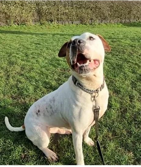 Hugo, female Mixed Breed for adoption at Doris Banham Dog Rescue, North Hykeham