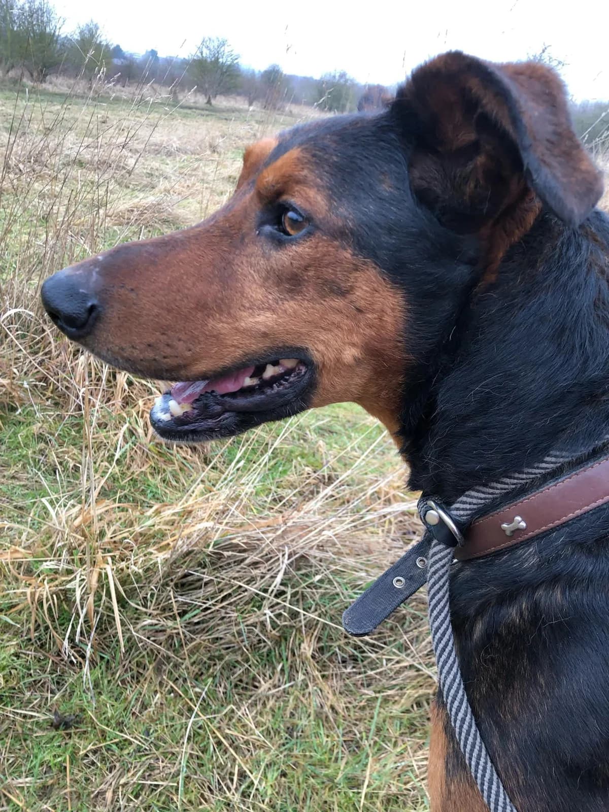 Hunter, male Mixed Breed for adoption at Doris Banham Dog Rescue, North Hykeham