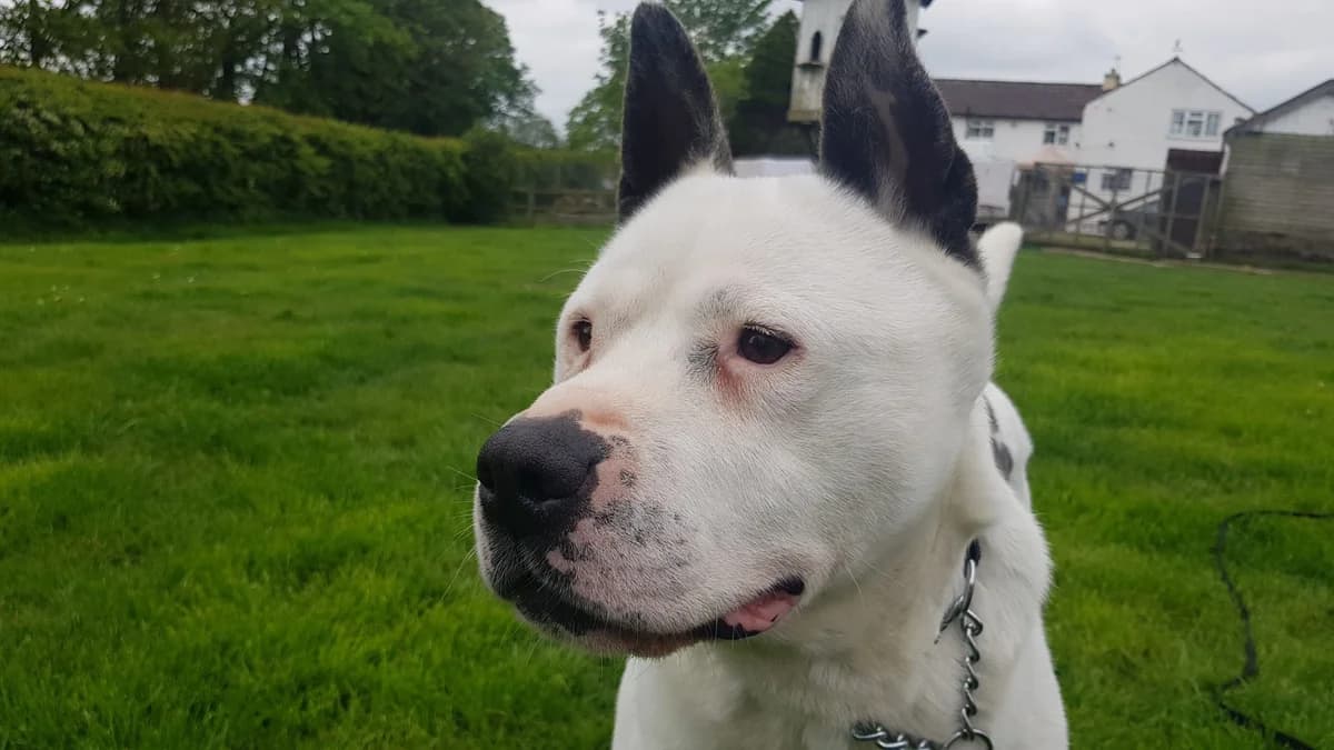 Jasper, male Mixed Breed for adoption at Doris Banham Dog Rescue, North Hykeham