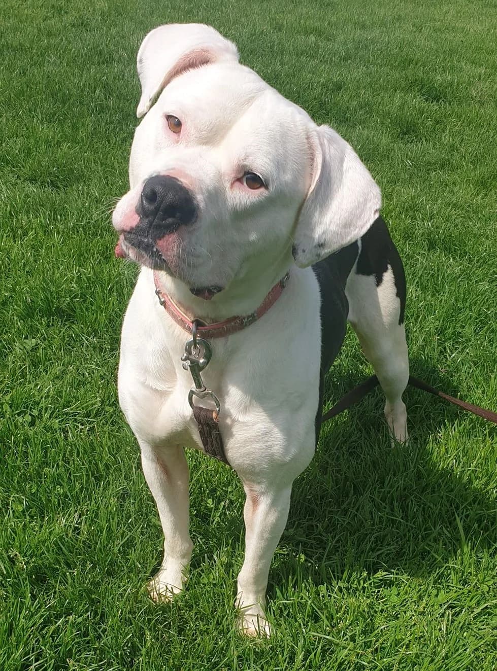 Kayra, female Mixed Breed for adoption at Doris Banham Dog Rescue, North Hykeham