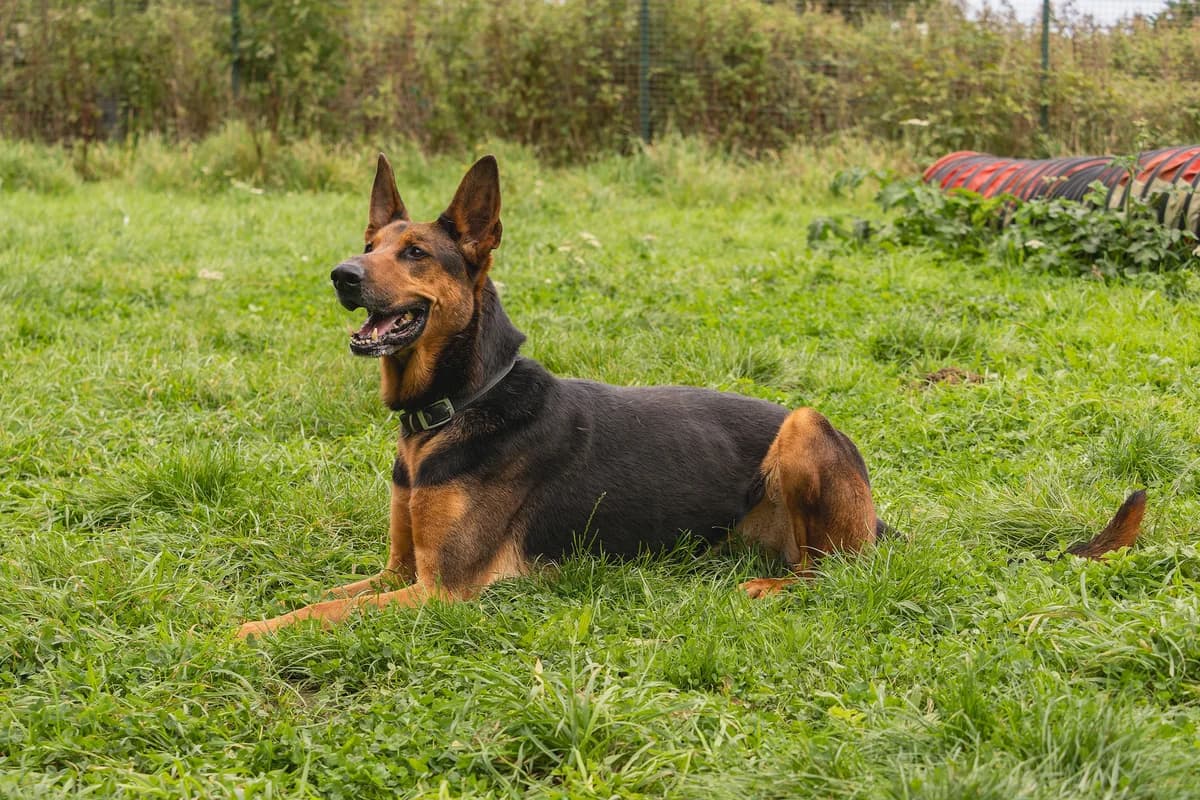 Kie, male Mixed Breed for adoption at Doris Banham Dog Rescue, North Hykeham