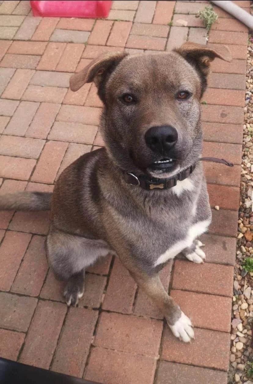 Loki, male 3yo Mixed Breed for adoption at Doris Banham Dog Rescue, North Hykeham