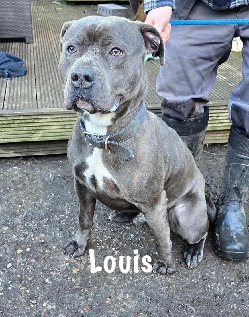 Louis, male Mixed Breed for adoption at Doris Banham Dog Rescue, North Hykeham
