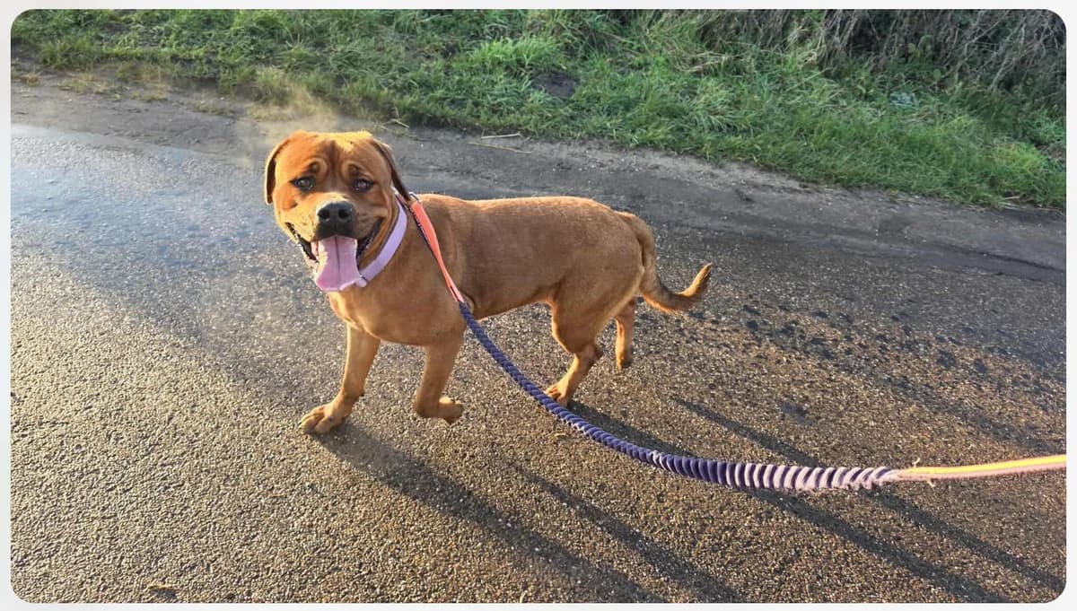 Lucky, female Mixed Breed for adoption at Doris Banham Dog Rescue, North Hykeham