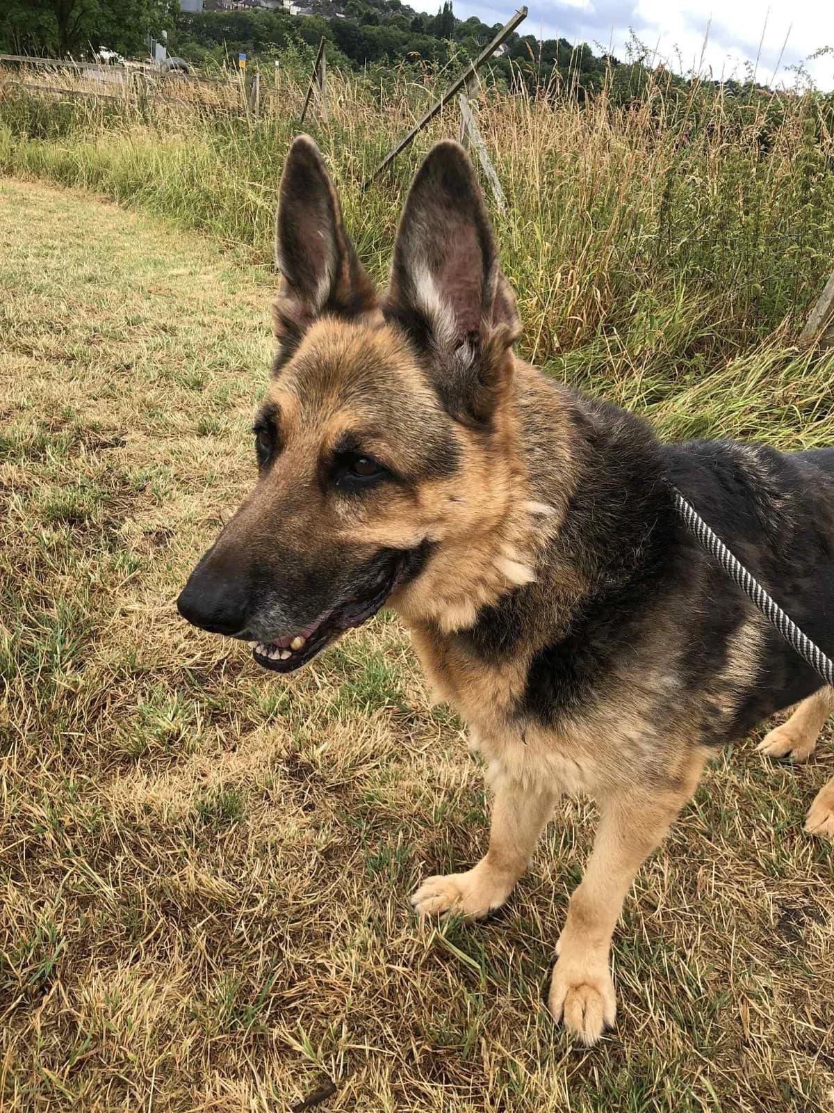 Major, male senior Mixed Breed for adoption at Doris Banham Dog Rescue, North Hykeham